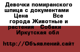 Девочки помиранского шпица с документами › Цена ­ 23 000 - Все города Животные и растения » Собаки   . Иркутская обл.